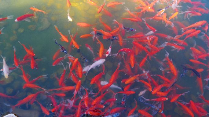 池塘红色鲤鱼小金鱼