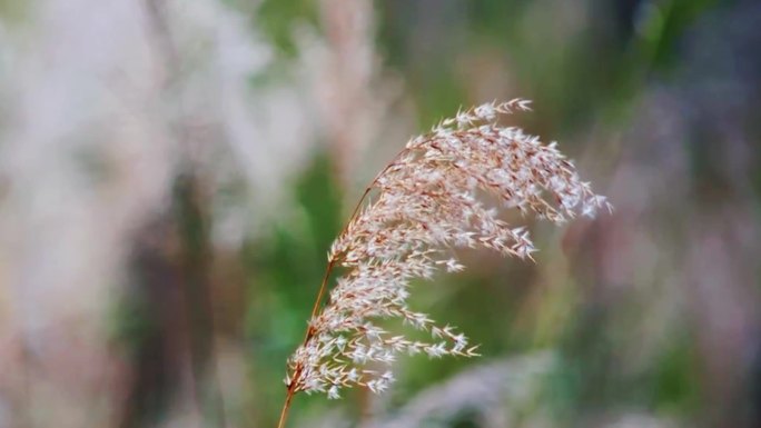 河边芦苇