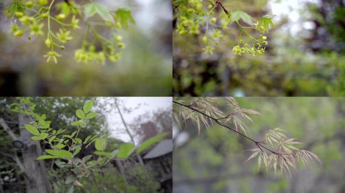 花草树木空镜