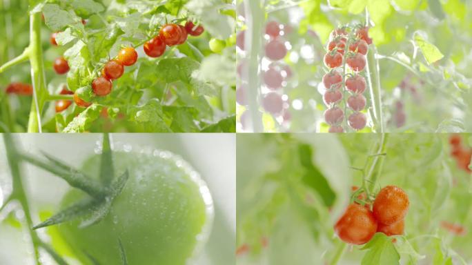 唯美西红柿蕃茄圣女果温室棚架种植农业水果