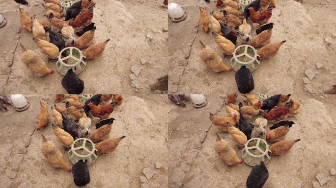 农村家禽散养鸡