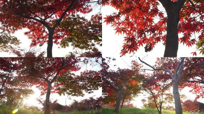 4k实拍秋季红叶枫树叶素材