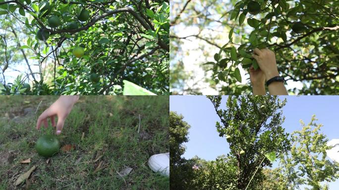 秋季市民采摘公园果树果实
