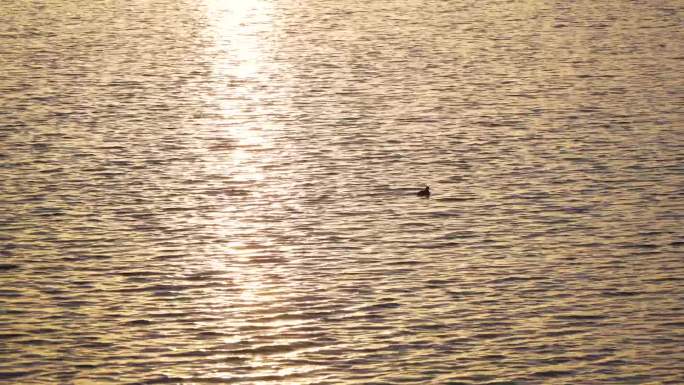 夕阳余晖里的小鸭