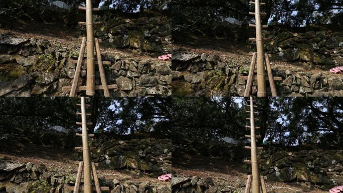 榧农登蜈蚣梯采摘古香榧树香榧原素材