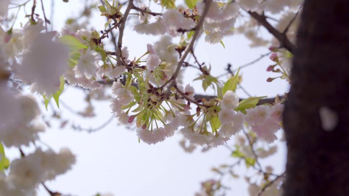 樱花白色樱花花瓣