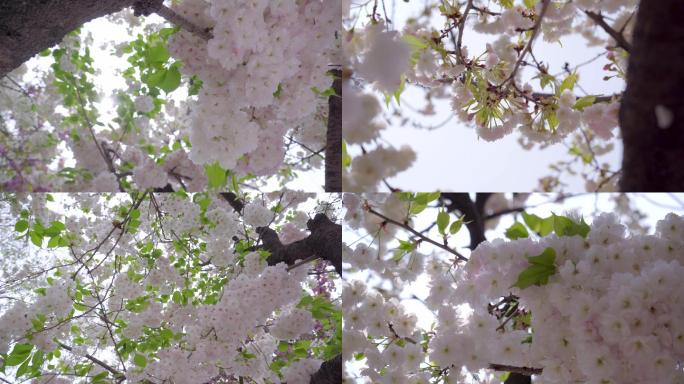 樱花白色樱花花瓣