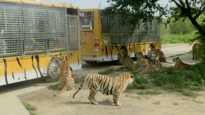 野生动物园拍摄老虎