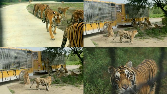 野生动物园拍摄老虎