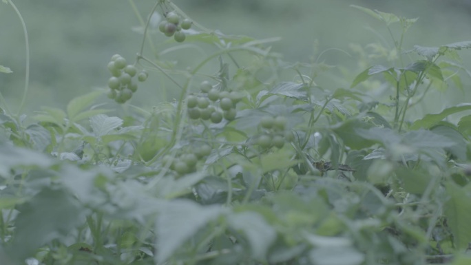 绞股蓝 绞股蓝种植基地