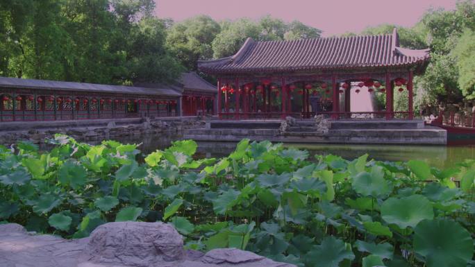 北京名胜恭王府宅邸 后花园的荷花