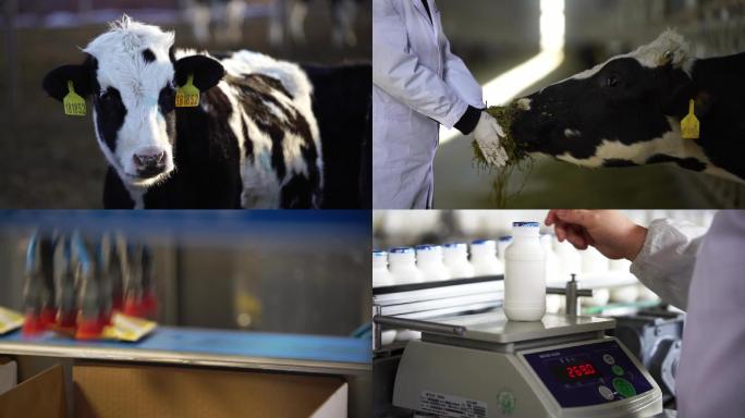 奶牛养殖牛奶生产加工牛奶生产线乡村振兴