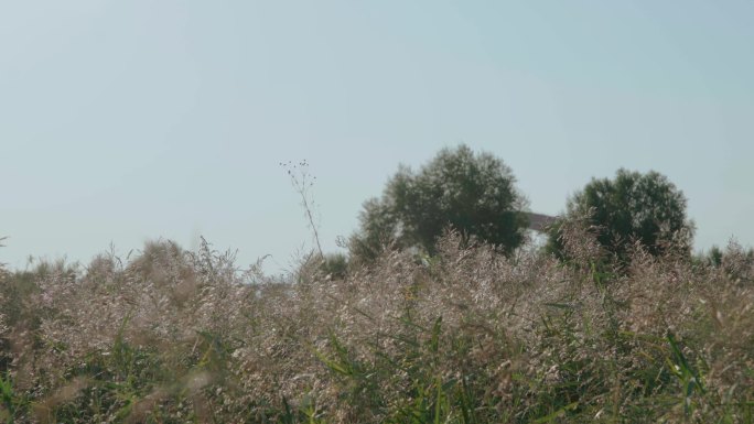 河边小清新花草