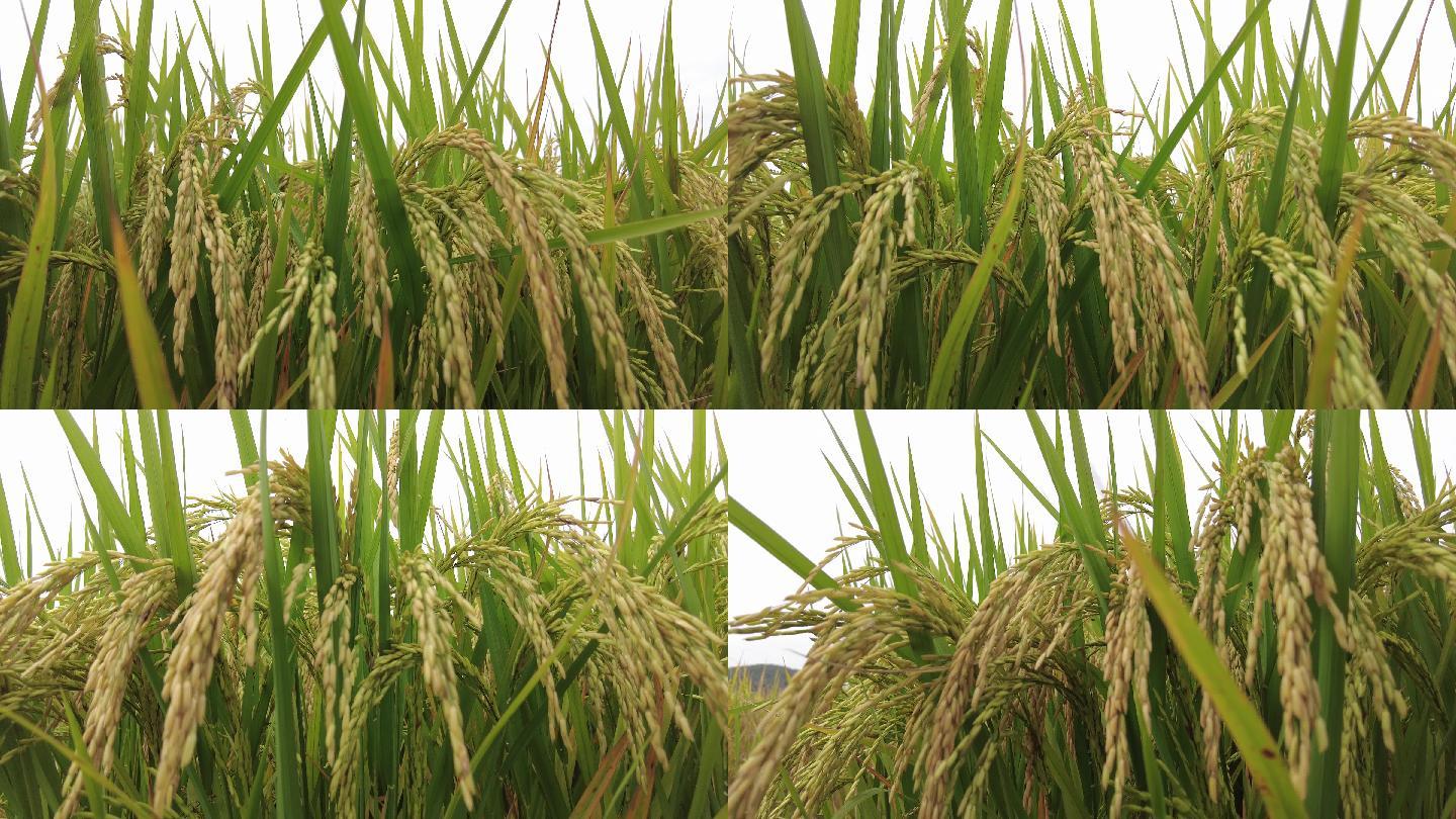 稻谷稻穗粮食水稻