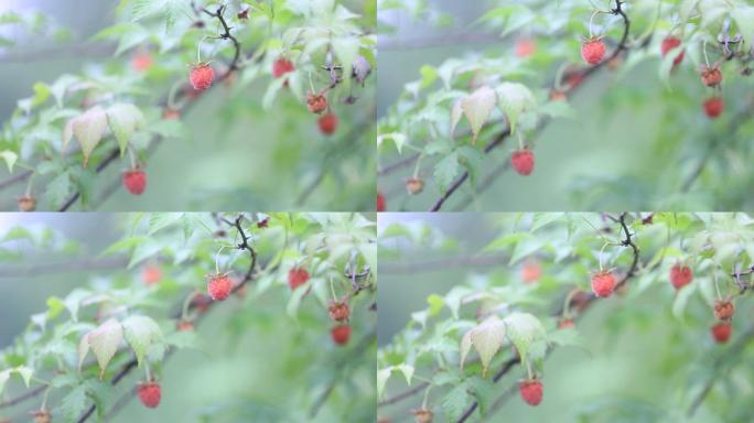 中药野生树莓红色果实原素材