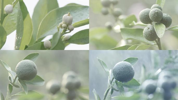 橙子花橙子青果红橙青果风吹雨打