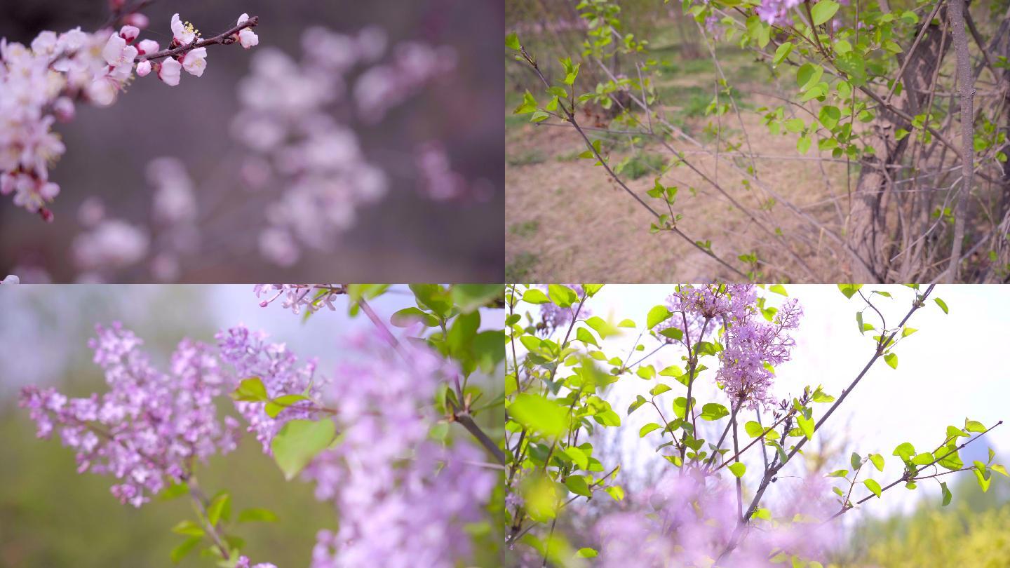 樱花 紫丁香 春天花朵