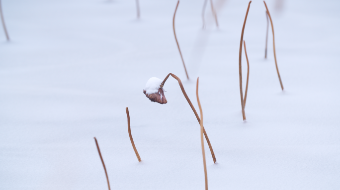 雪中荷塘枯荷