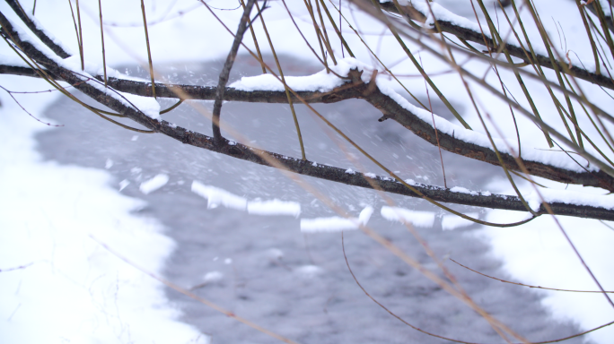 雪从枝头上落下风吹雪落