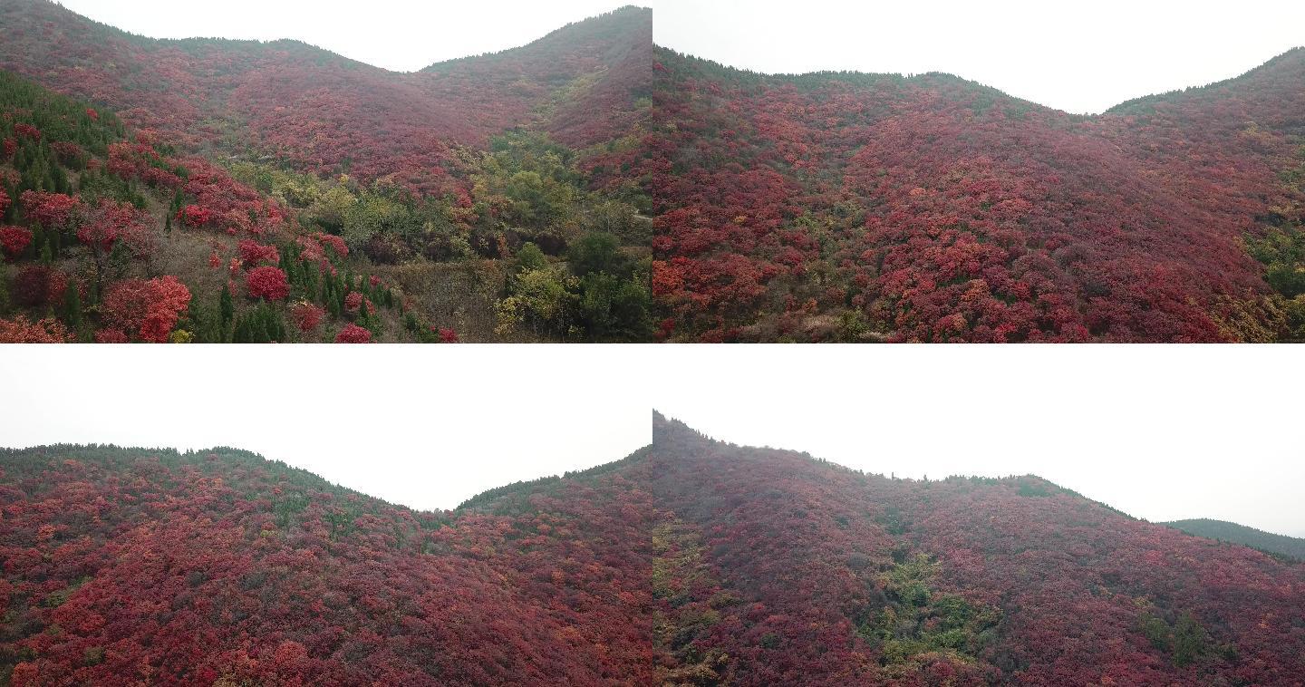 秋日红叶遍山 红叶航拍