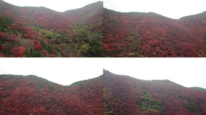 秋日红叶遍山 红叶航拍