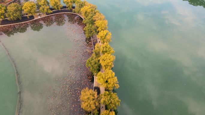 航拍年嘉湖中观光林荫道大道风景