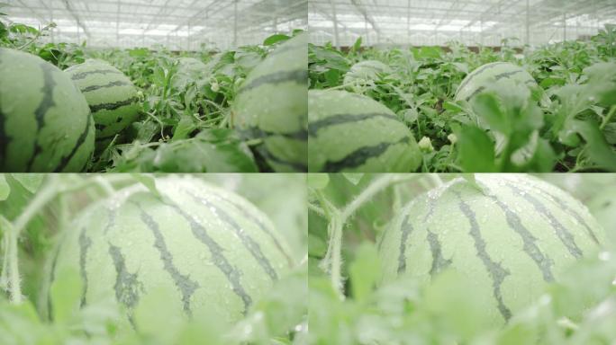 唯美西瓜大丰收温室大棚科技农业种植科技