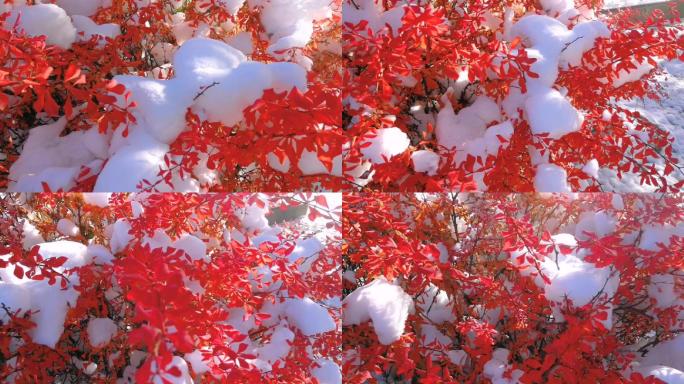 红叶傲雪