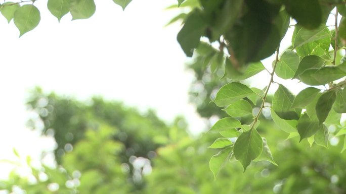 花草树木空镜