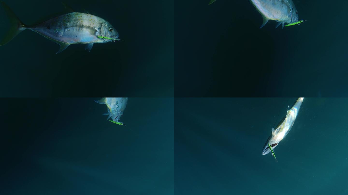 海鱼水下拍摄