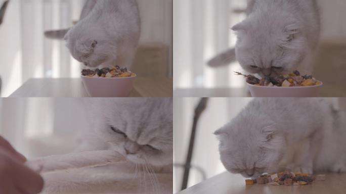 可爱猫咪  猫咪吃猫粮（商用原创）