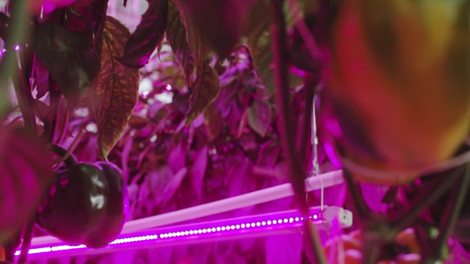 现代农业大棚菜椒红外线照射科技农业农产品