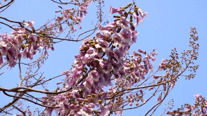 梧桐花、梧桐花盛开视频 01