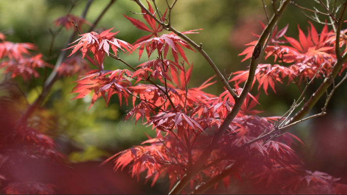 【原创】红叶枫叶浪漫秋意美丽季节