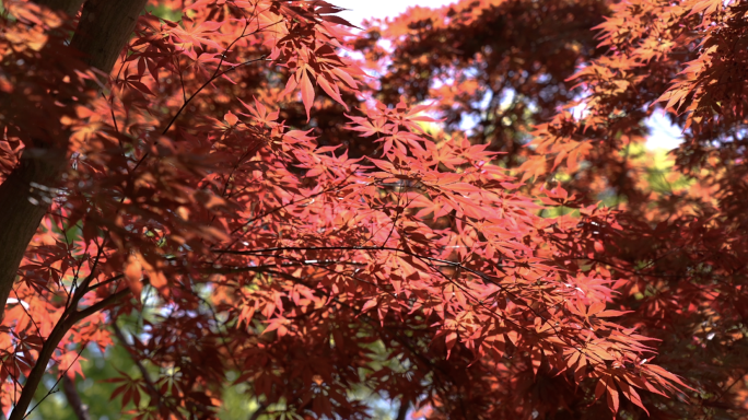 【原创】红叶枫叶浪漫秋意美丽季节