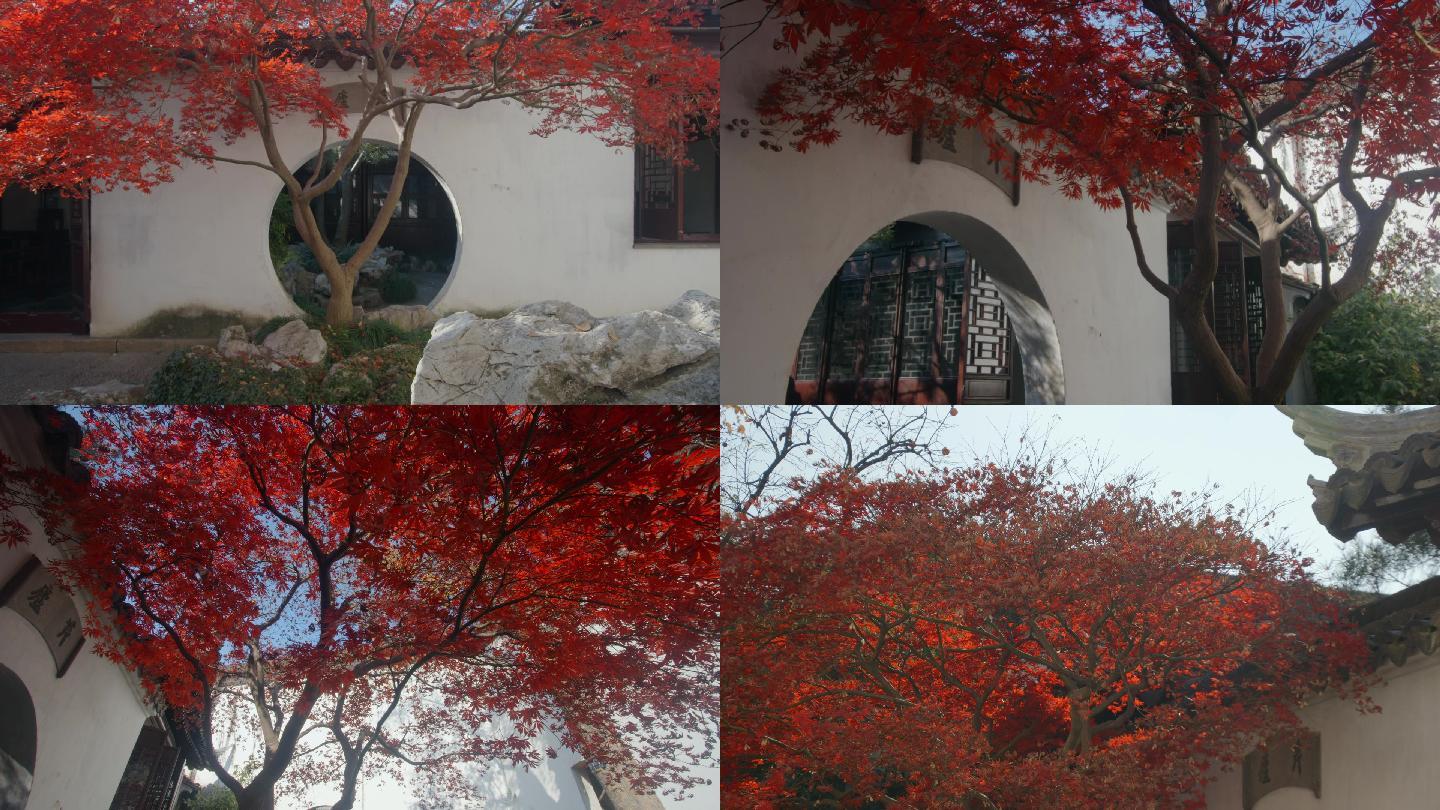 苏州园林·艺圃冬日红叶树影圆洞门藤蔓白墙