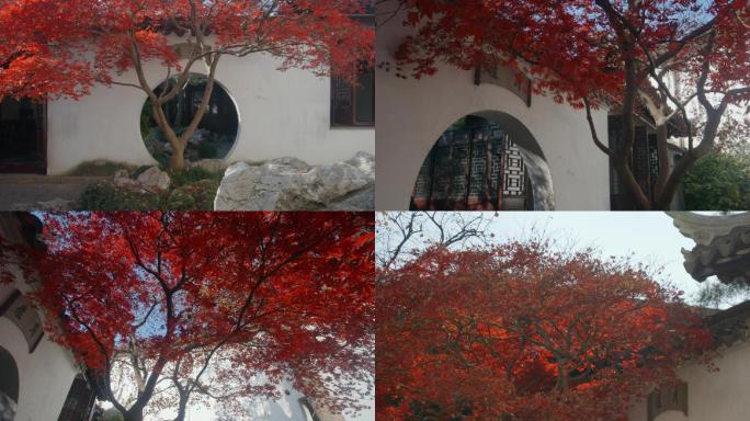 苏州园林·艺圃冬日红叶树影圆洞门藤蔓白墙