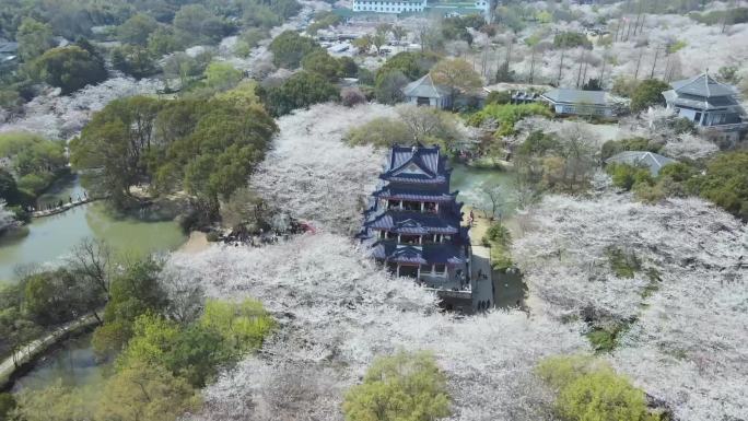 鼋头渚樱花航拍