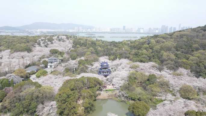 无锡鼋头渚樱花