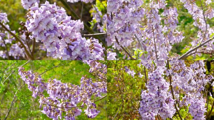 梧桐花、梧桐花盛开视频 02