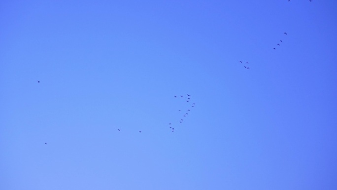 蓝天下飞过的鸟群