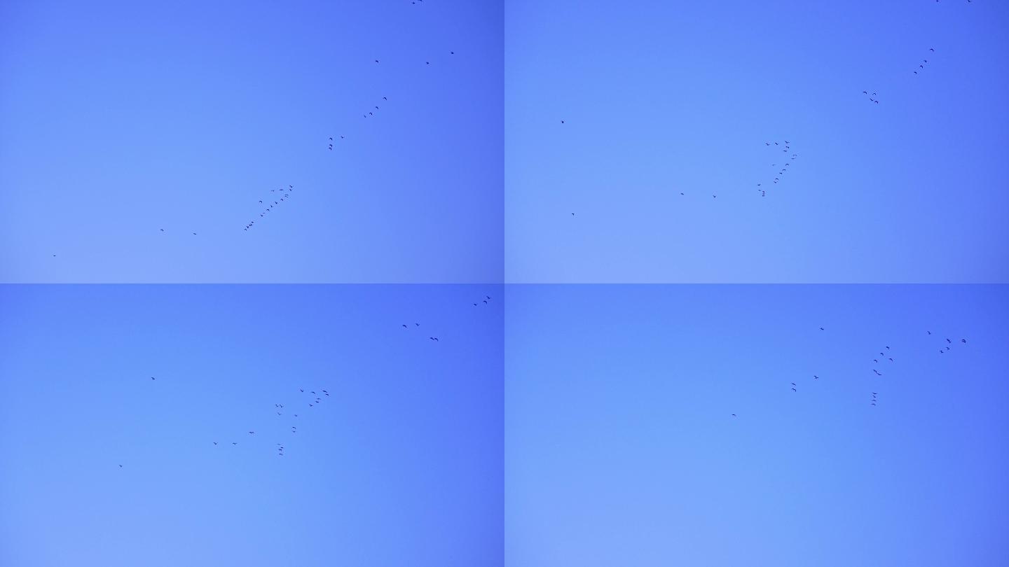蓝天下飞过的鸟群