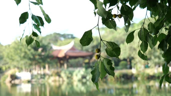 湖面绿植果实映射湖面波光阳光纹理