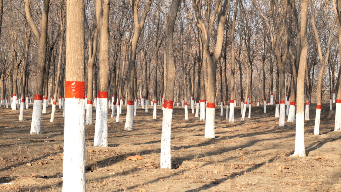 【4K】树木病虫害预防刷白石灰-树木保护