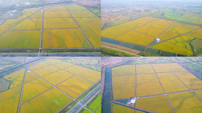 农田 水稻田 农场 土地承包