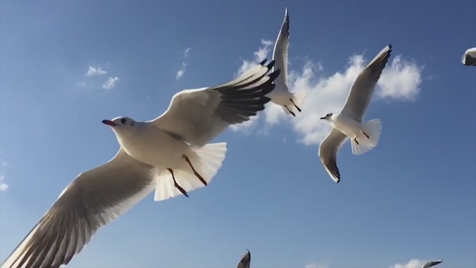 海鸥    海鸥飞翔    昆明海埂大坝