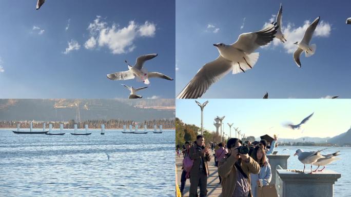 海鸥    海鸥飞翔    昆明海埂大坝