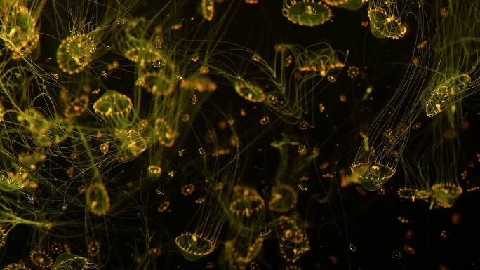 【4k】多彩透明水母，海洋生物