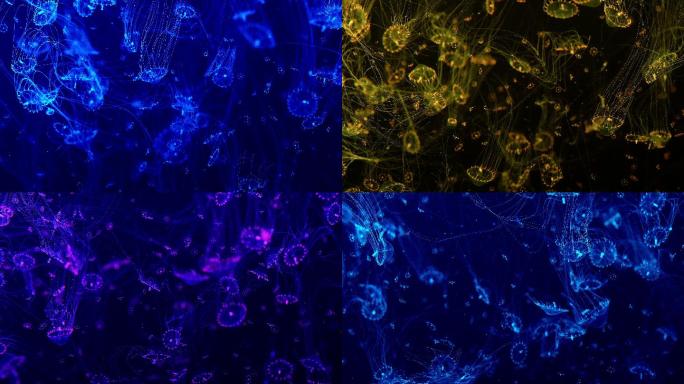 【4k】多彩透明水母，海洋生物