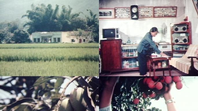 80年代农村乡下收稻子果农丰收